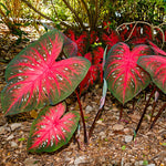 Load image into Gallery viewer, Annual, 4.5&quot; Caladium