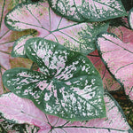 Load image into Gallery viewer, Annual, 4.5&quot; Caladium