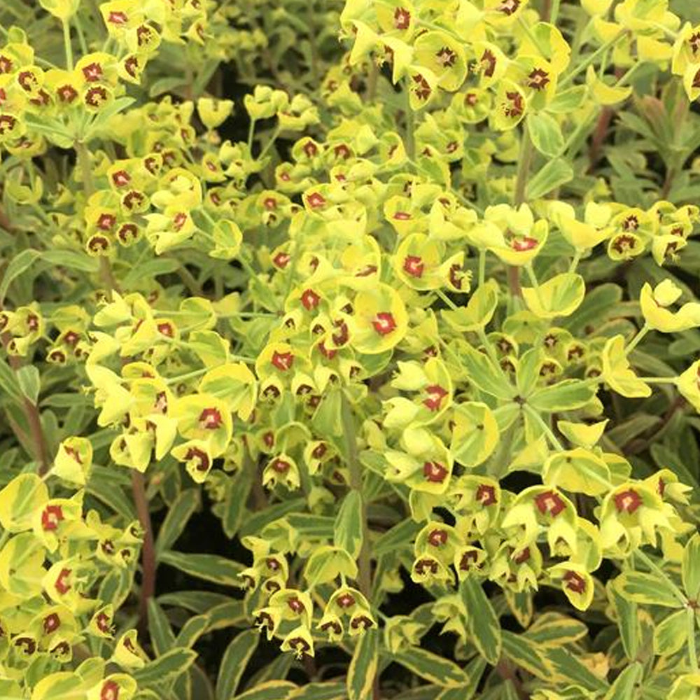 Annual, 4.5" Euphorbia