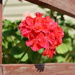 Load image into Gallery viewer, Annual Patio Pot Geranium 12&quot;