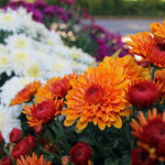 Load image into Gallery viewer, Annual Mum 7&quot; color pot

