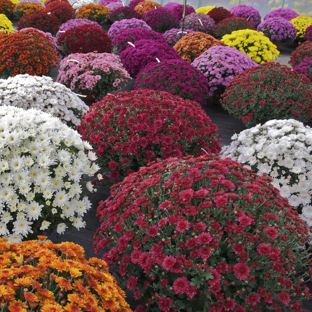 Annual Mum 7" color pot