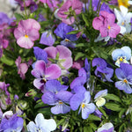 Load image into Gallery viewer, Annual Pansy/Viola 6&quot; Pot
