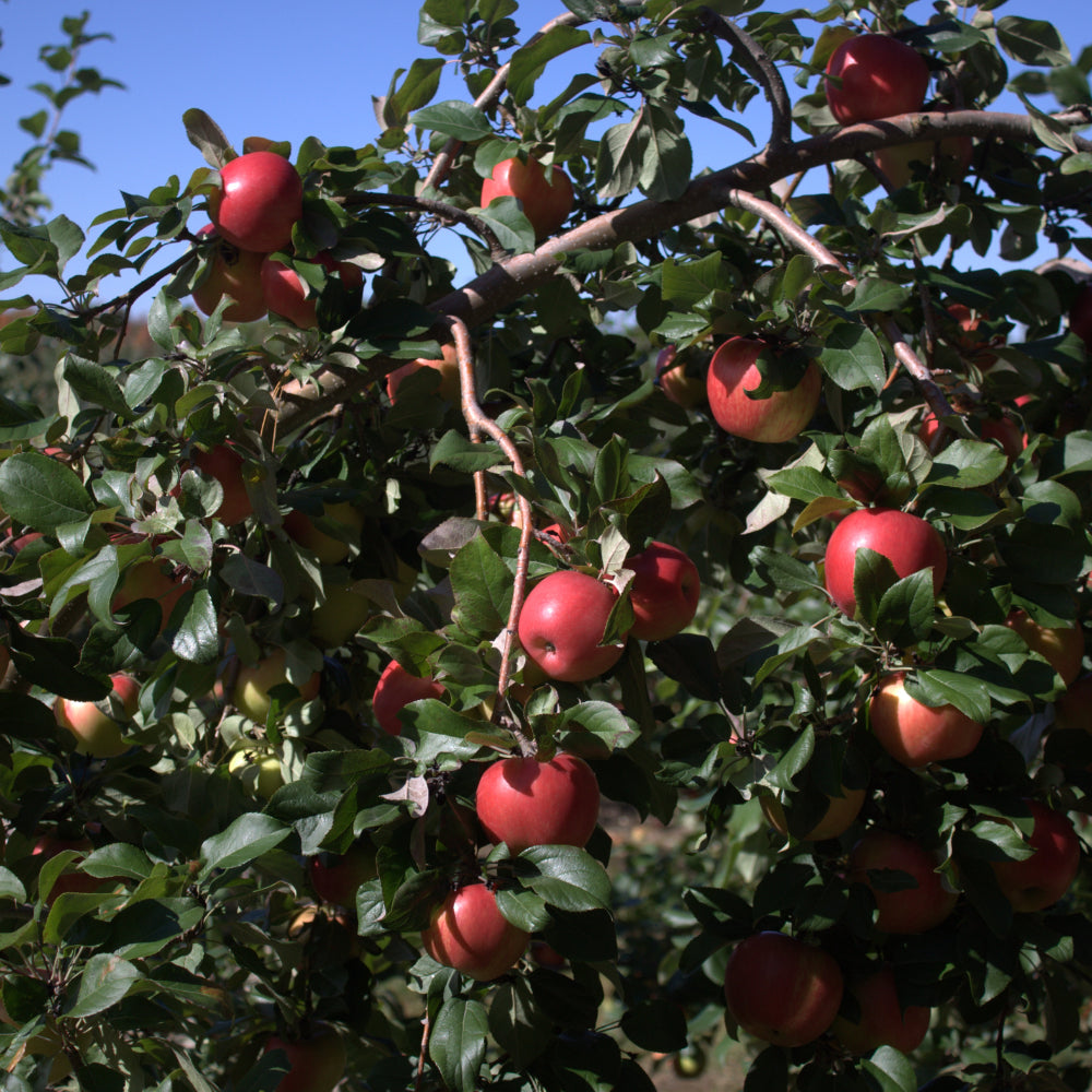 Apple, Honeycrisp #7