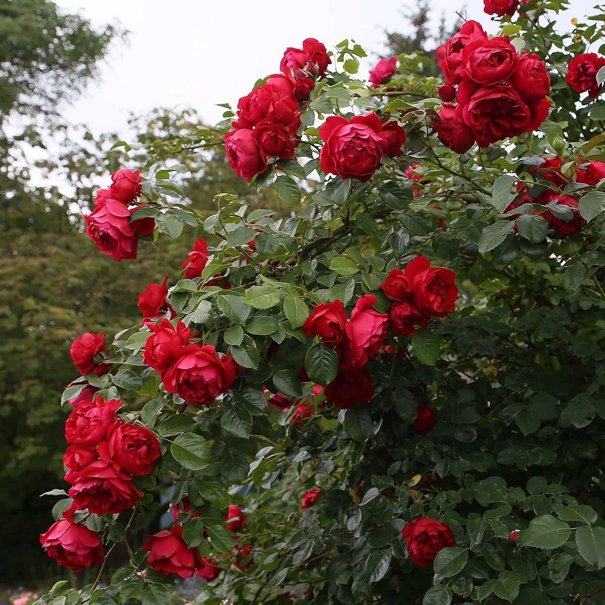 Rose, Arborose Florentina #2 – Greenwood Creek Nursery