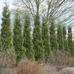 Load image into Gallery viewer, Arborvitae, American Pillar #25
