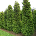 Load image into Gallery viewer, Arborvitae, Brabant 7&#39;- 8&#39;