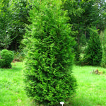 Load image into Gallery viewer, Arborvitae, Brabant 7&#39;- 8&#39;