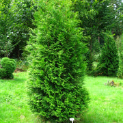 Arborvitae, Brabant 7'- 8'