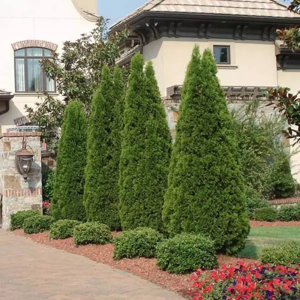 Arborvitae, Emerald Green 8'-9'