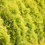 Load image into Gallery viewer, Arborvitae, Janed Gold #15
