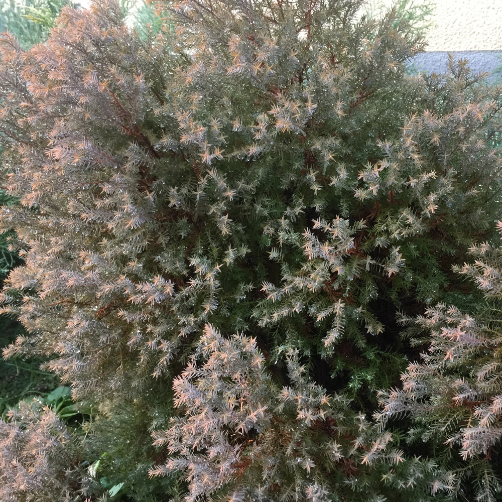 Arborvitae, Rheingold #1