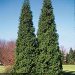 Load image into Gallery viewer, Arborvitae, Spring Grove #10
