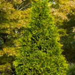 Load image into Gallery viewer, Arborvitae, Green Giant Tiny Tower® #5
