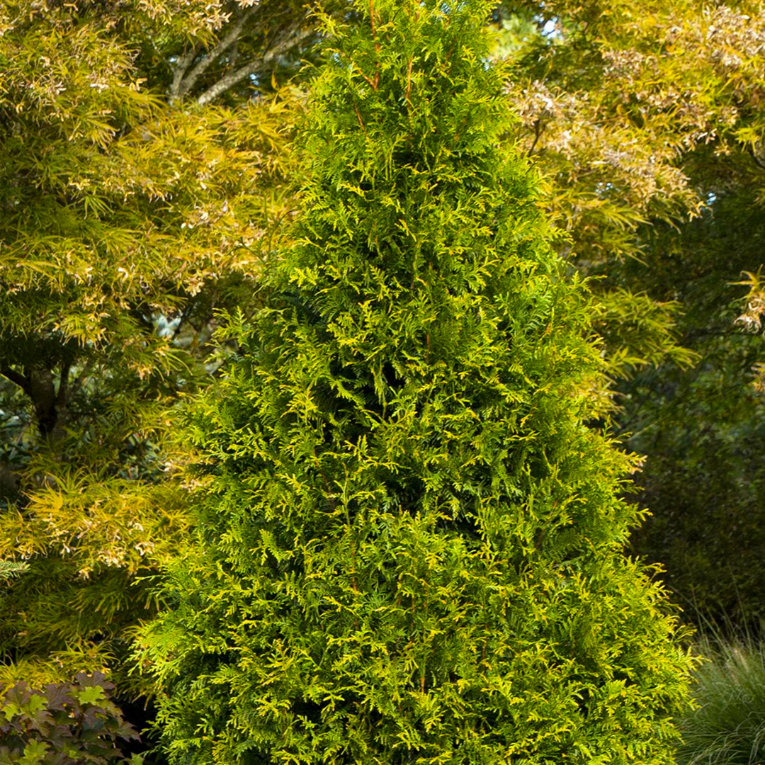 Arborvitae, Green Giant Tiny Tower® #5