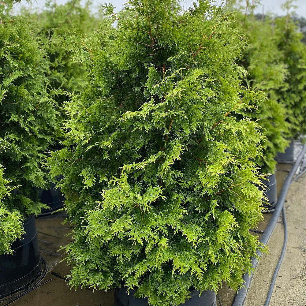 Arborvitae, Virginian #15 – Greenwood Creek Nursery