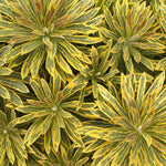 Load image into Gallery viewer, Wood Spurge, Ascot Rainbow Qt
