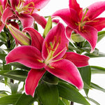 Load image into Gallery viewer, Asiatic Lily, Sunny Keys #1
