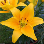 Load image into Gallery viewer, Asiatic Lily, Tiny Bee #1
