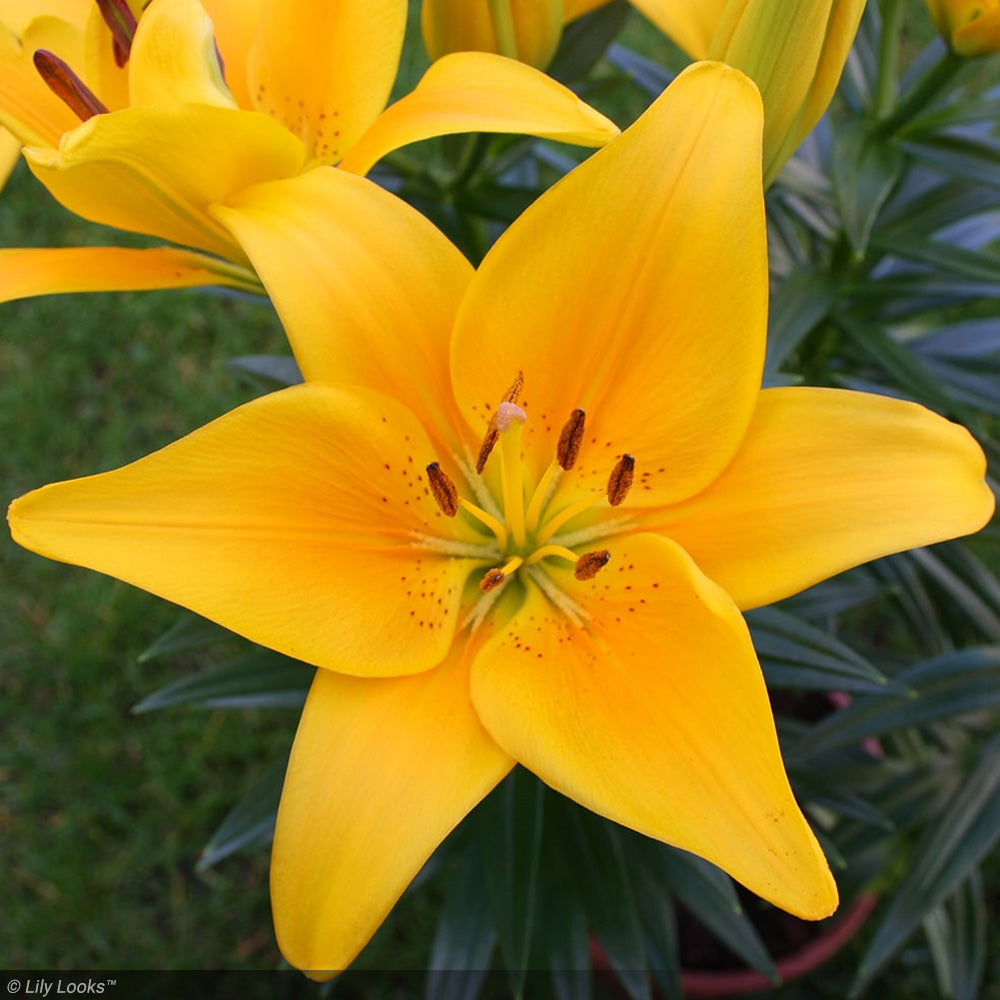 Asiatic Lily, Tiny Bee #1