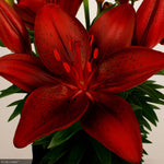 Load image into Gallery viewer, Asiatic Lily, Tiny Comfort #1
