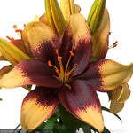 Load image into Gallery viewer, Asiatic Lily, Tiny Epic #1
