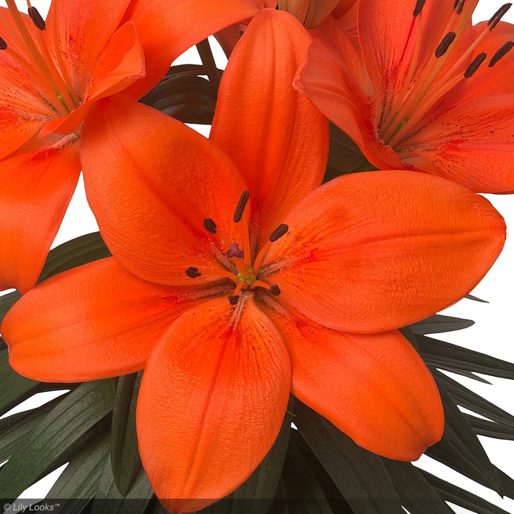 Asiatic Lily, Tiny Heroes #1 – Greenwood Creek Nursery