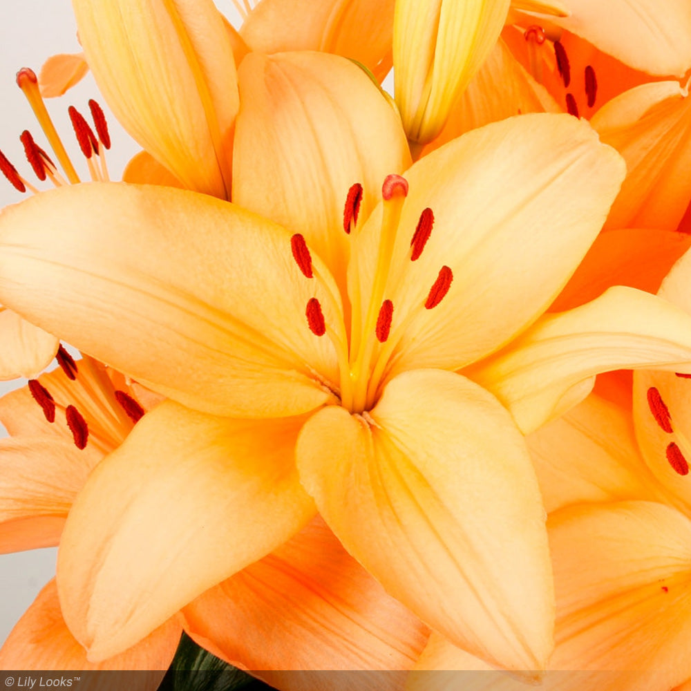 Asiatic Lily, Tiny Moon #1