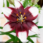 Load image into Gallery viewer, Asiatic Lily, Tiny Padhye #1
