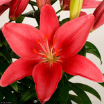 Load image into Gallery viewer, Asiatic Lily, Tiny Pearl #1
