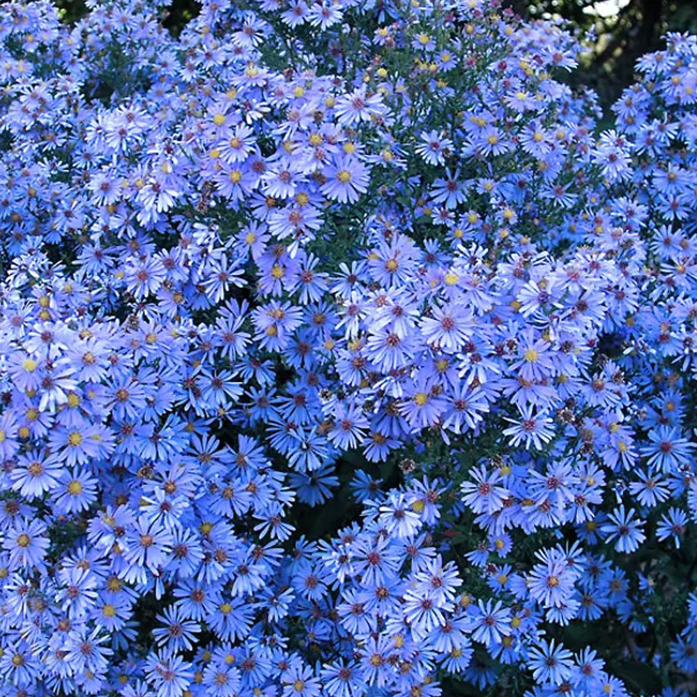 Aster, Bluebird #1