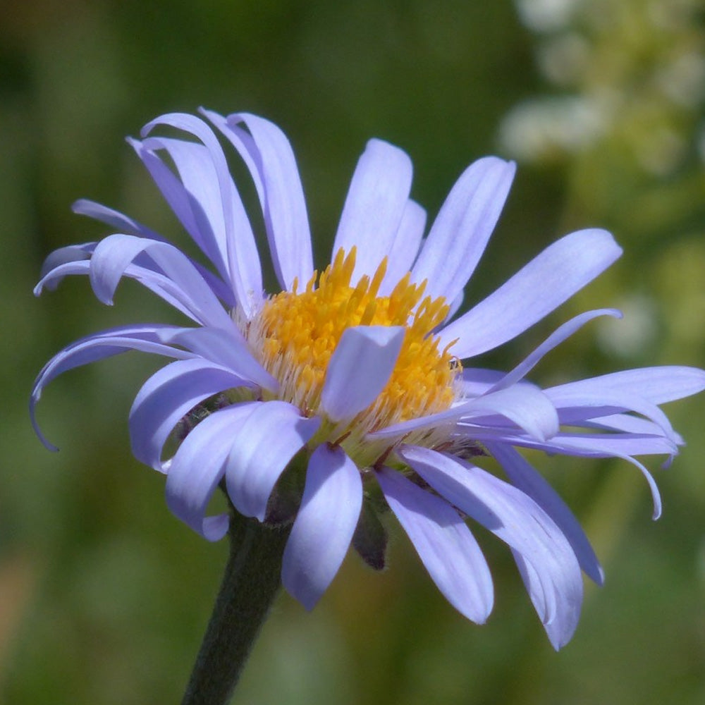 Aster, Bluebird #1