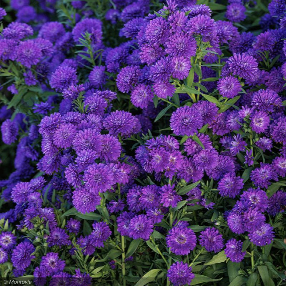 Aster, New York Blue Bayou #1