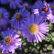 Aster, October Skies #1