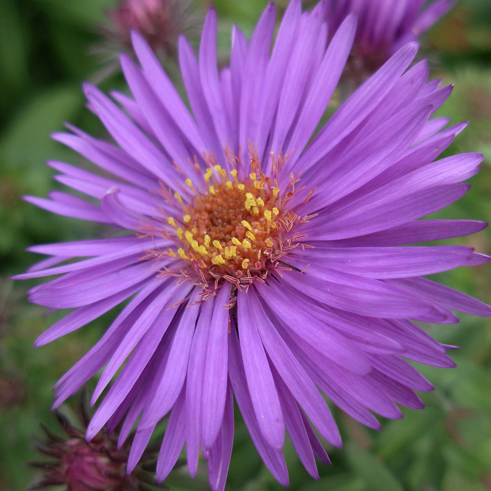 Aster, Purple Dome #1 – Greenwood Creek Nursery
