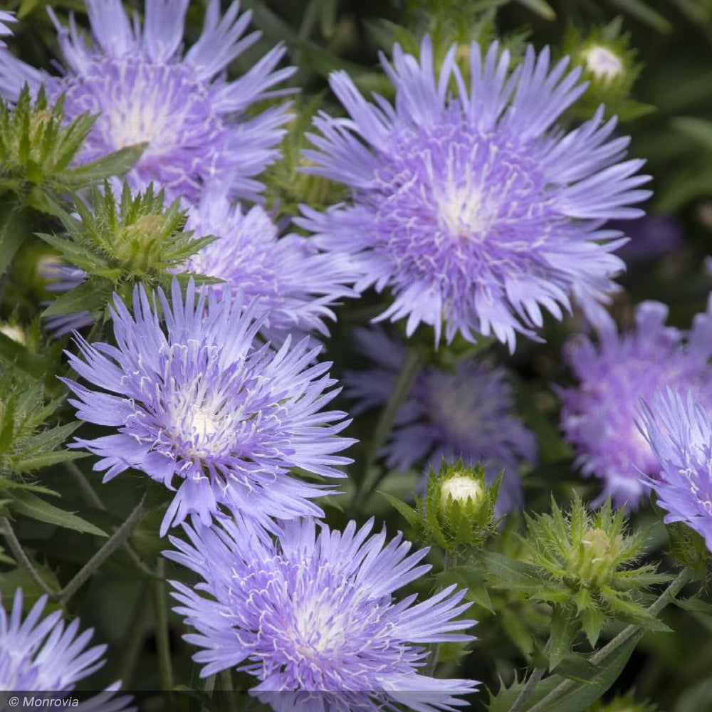 Aster, Stokes Peachie's Pick #1