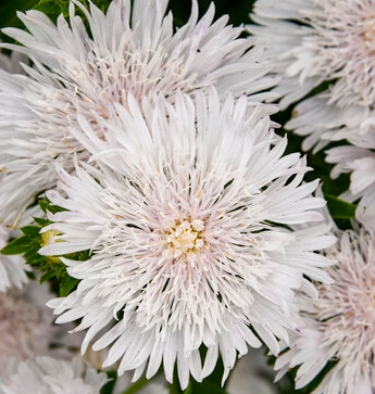 Aster, Totally Stoked Whitecaps #1