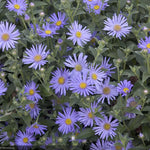 Load image into Gallery viewer, Aster, Wood&#39;s Blue #1