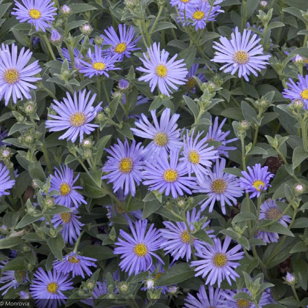 Aster, Wood's Blue #1