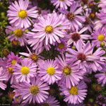 Load image into Gallery viewer, Aster, Wood&#39;s Pink #1
