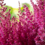 Load image into Gallery viewer, Astilbe, You and Me Always #1