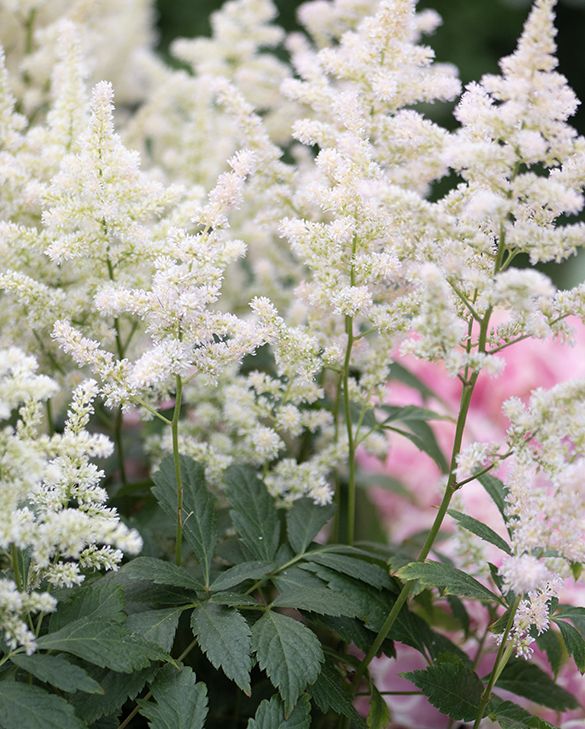 Astilbe, Visions in White Delight #1