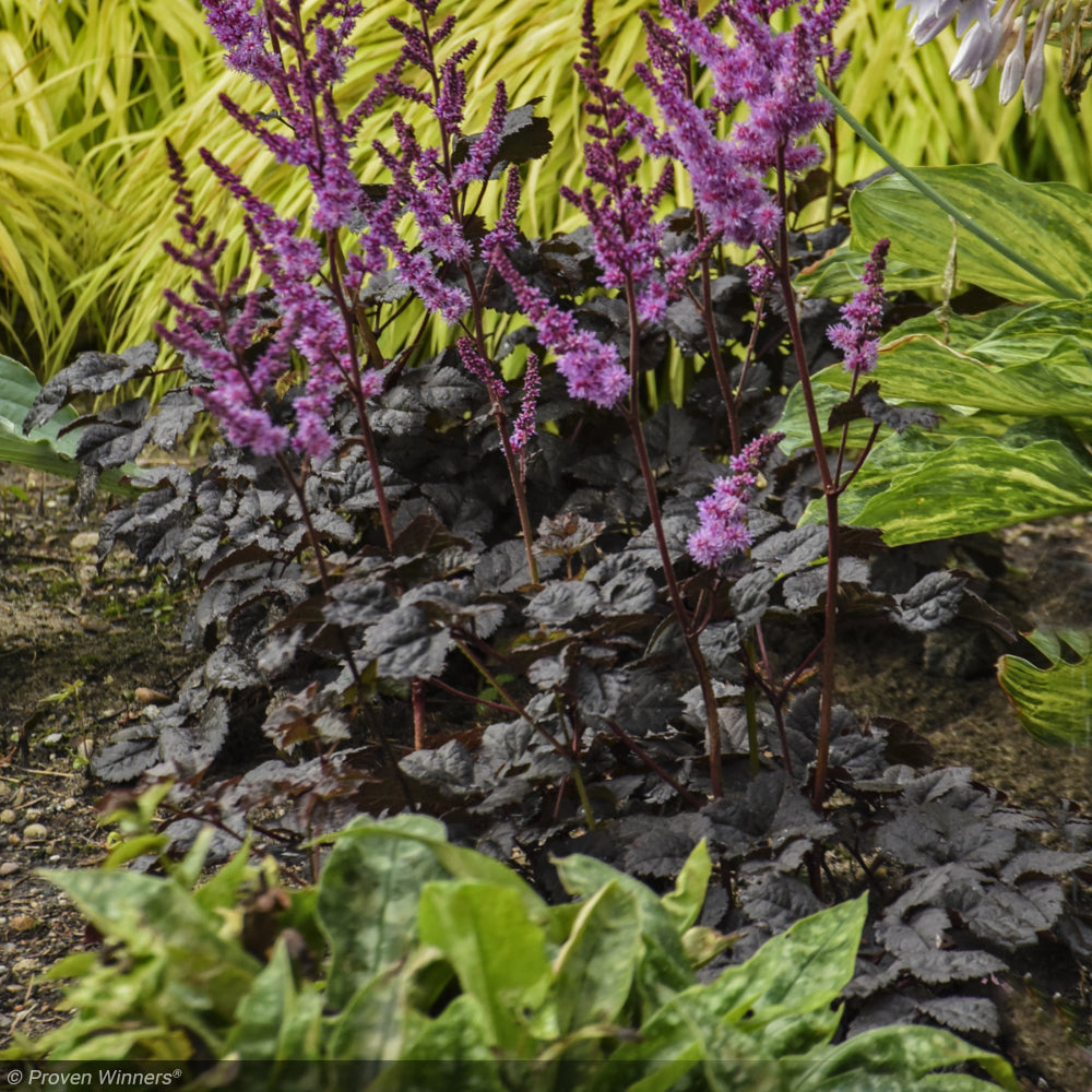 Astilbe, Dark Side of the Moon #2