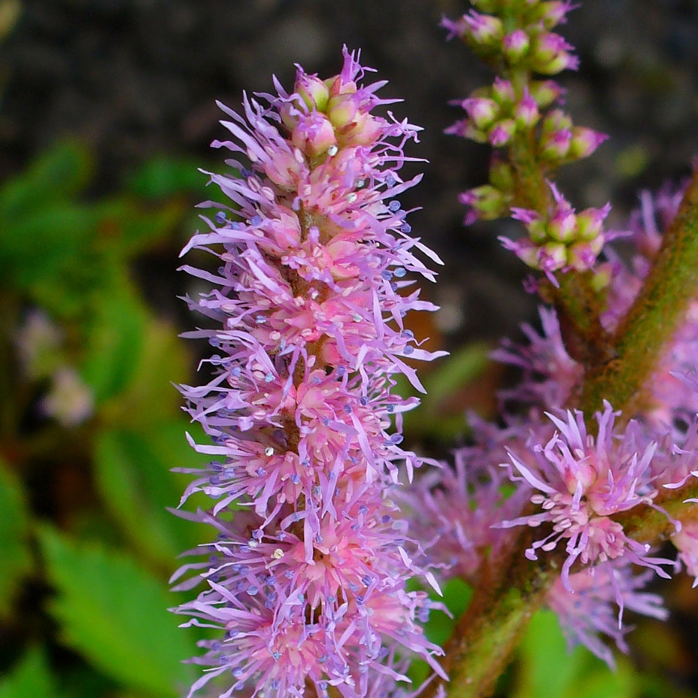 Astilbe, Pumila #1