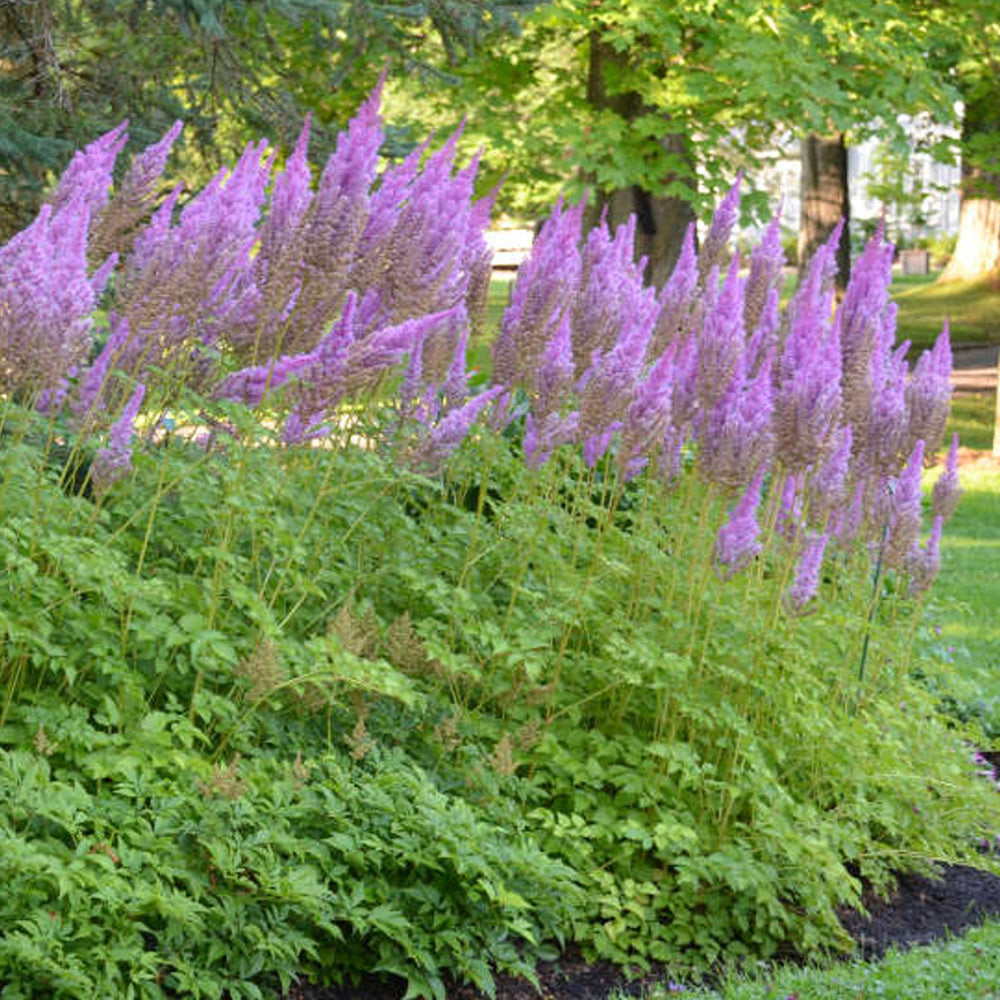 Astilbe, Purple Candles #1