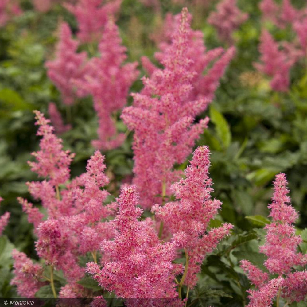 Astilbe, Rheinland #2