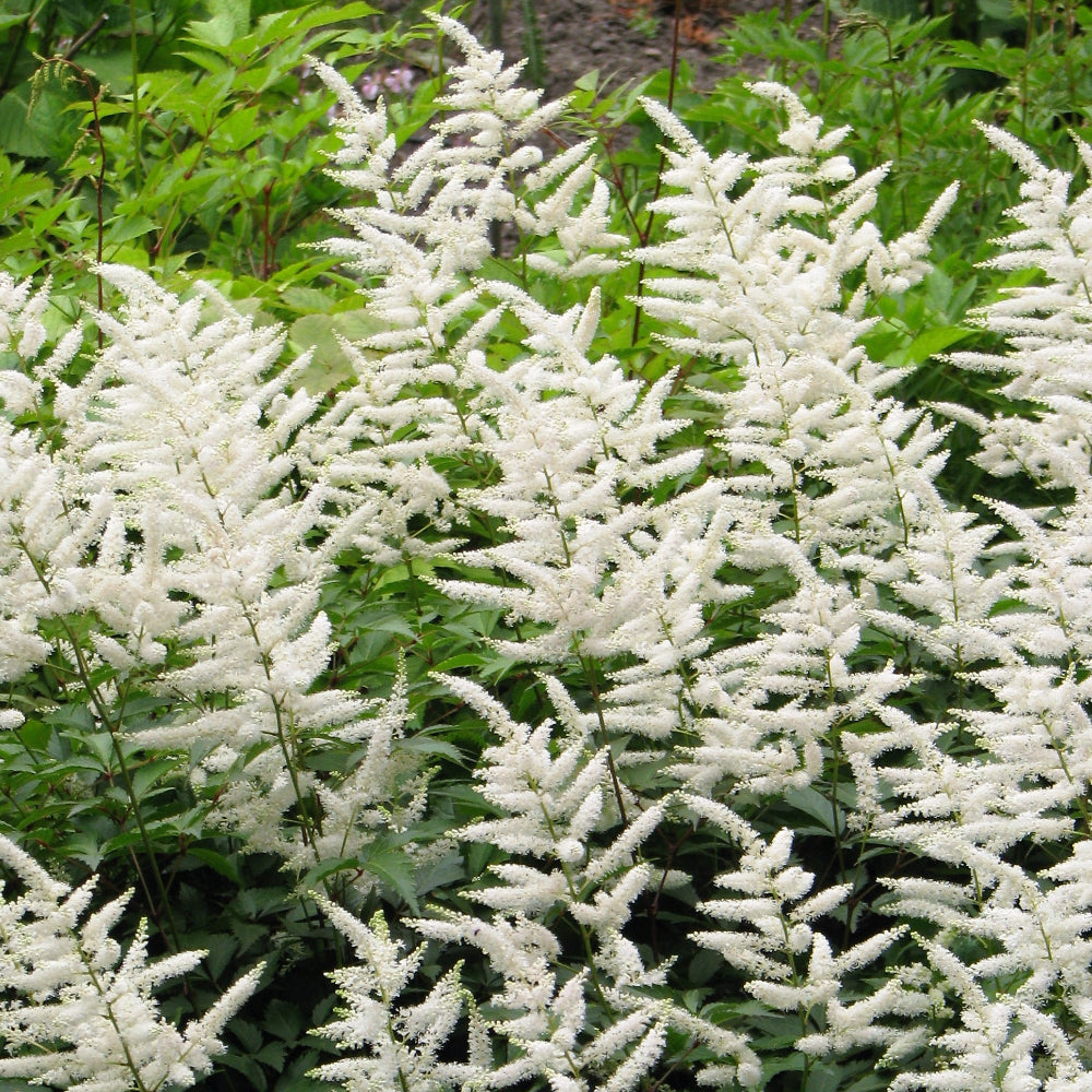 Astilbe, Snowdrift #1