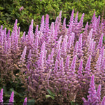 Load image into Gallery viewer, Astilbe, Visions in Pink #1