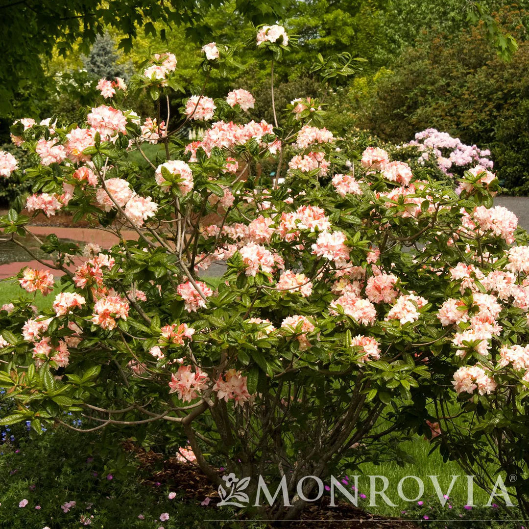 Azalea, Cannon's Double #2