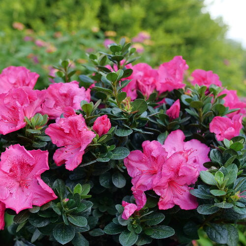 Azalea, Perfecto Mundo Epic Pink #3